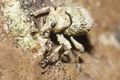 Brachyolus punctatus