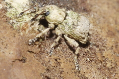 Brachyolus punctatus