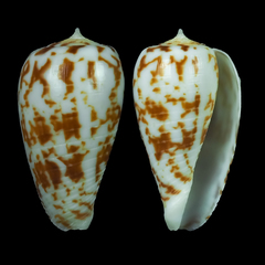 Conus balabacensis