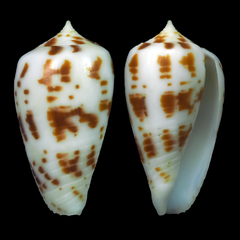 Conus balabacensis