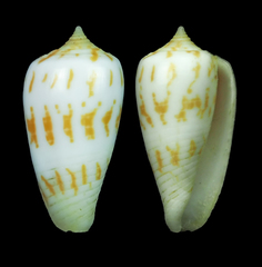 Conus balabacensis