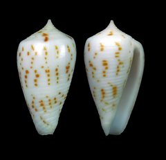 Conus balabacensis
