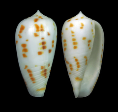 Conus balabacensis
