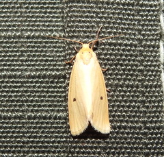 Scirpophaga incertulas