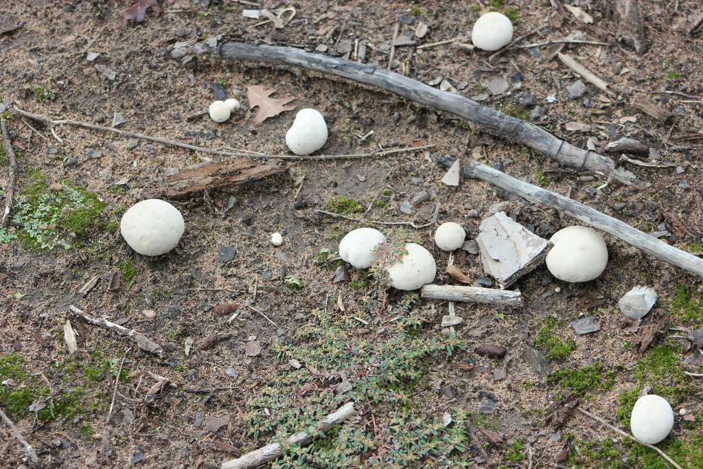 Mosaic puffball