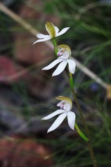 Caladenia gracilis