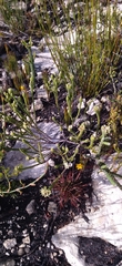 Euchaetis longibracteata