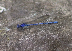 Argia elongata