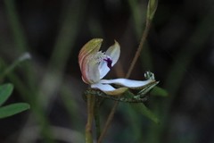 Caladenia gracilis