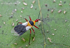 Castolus plagiaticollis