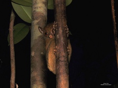 Cephalopachus bancanus borneanus