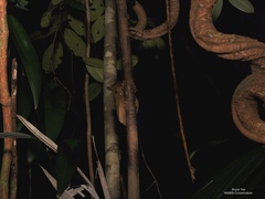 Cephalopachus bancanus borneanus