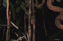 Cephalopachus bancanus borneanus