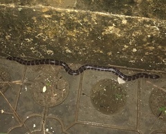 Serpentes