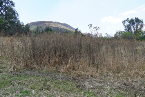 Tagetes minuta