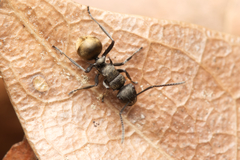 Polyrhachis mjobergi