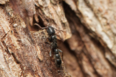 Platythyrea parallela