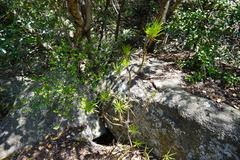 Senecio barbertonicus