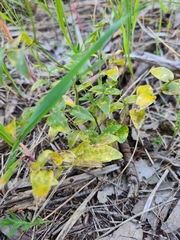 Puccinia myrsiphylli