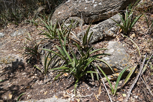 Image of Sansevieria aethiopica by (c) Matthew Fainman, some rights reserved (CC BY)
