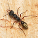 Toothed Bull Ant - Photo (c) Nigel Main, some rights reserved (CC BY)