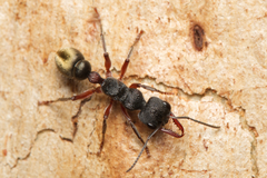 Myrmecia chrysogaster