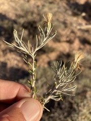 Tetradymia filifolia