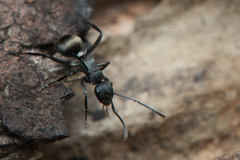 Polyrhachis mjobergi
