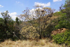 Dombeya rotundifolia