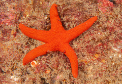 Fromia polypora