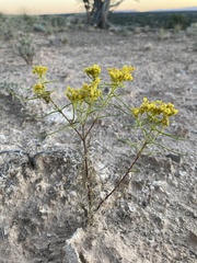 Sartwellia flaveriae