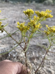 Sartwellia flaveriae