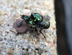 Onthophagus dandalu