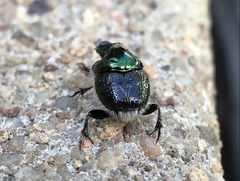Onthophagus dandalu