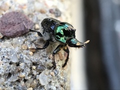 Onthophagus dandalu