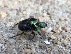 Onthophagus dandalu