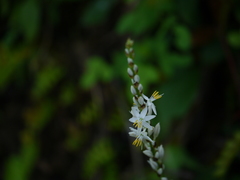 Chlorophytum glaucoides