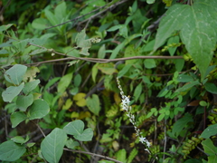 Chlorophytum glaucoides