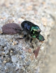 Onthophagus dandalu