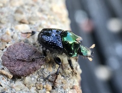 Onthophagus dandalu