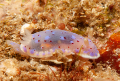 Goniobranchus thompsoni