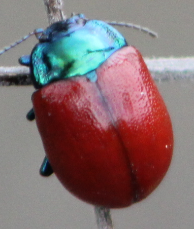 Chrysolina grossa
