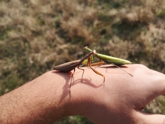 Mantis religiosa
