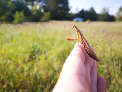 Mantis religiosa