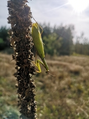 Mantis religiosa
