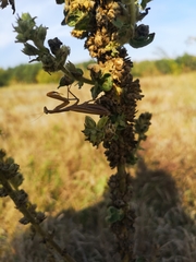 Mantis religiosa