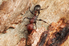 Podomyrma odae