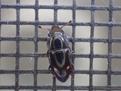 Glischrochilus siepmanni