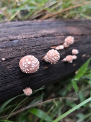 Pholiota communis