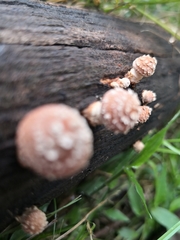Pholiota communis
